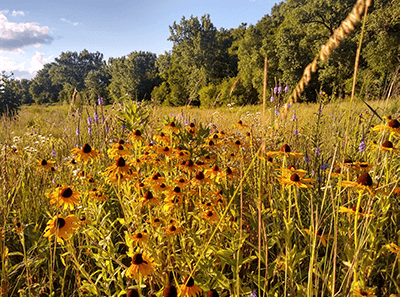 Prairie