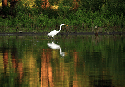 Egret