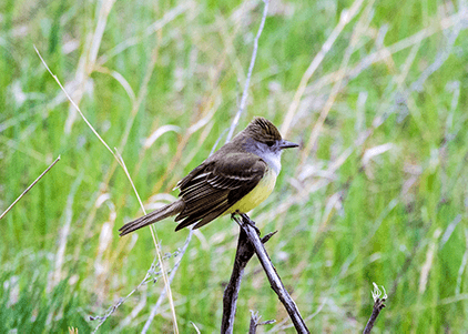 Flycatcher