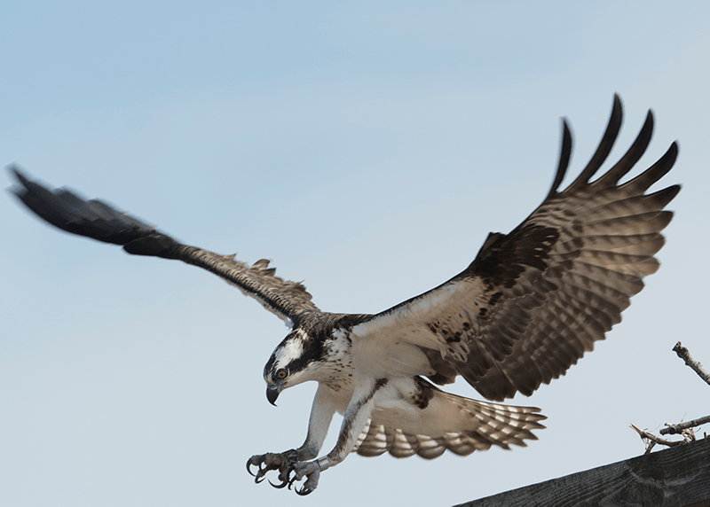 Osprey