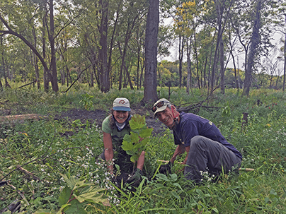 People planting sycamore