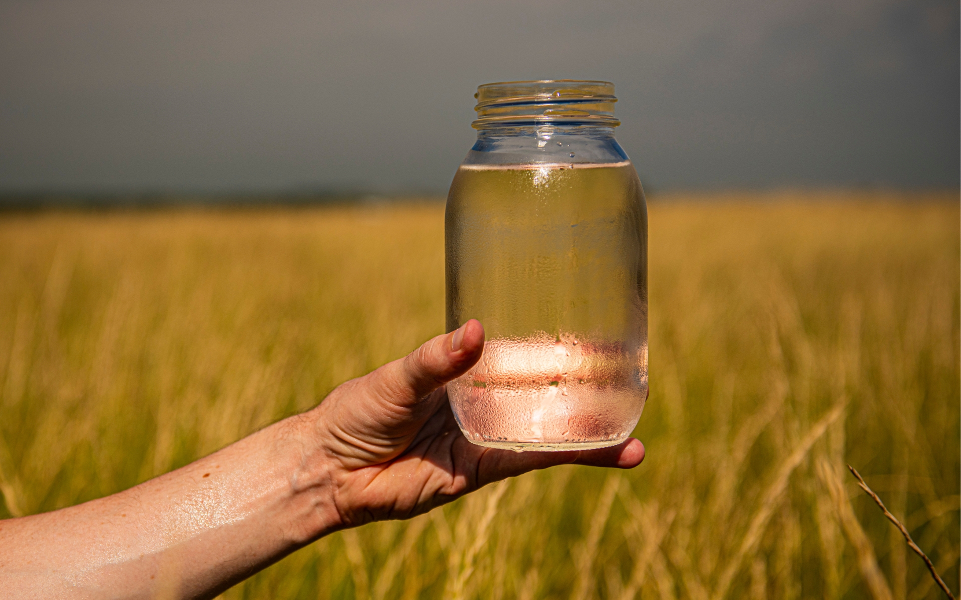 A hand holds a mason jar filled to the top with clear, clean water. A field of Kernza perennial grain is in the background.