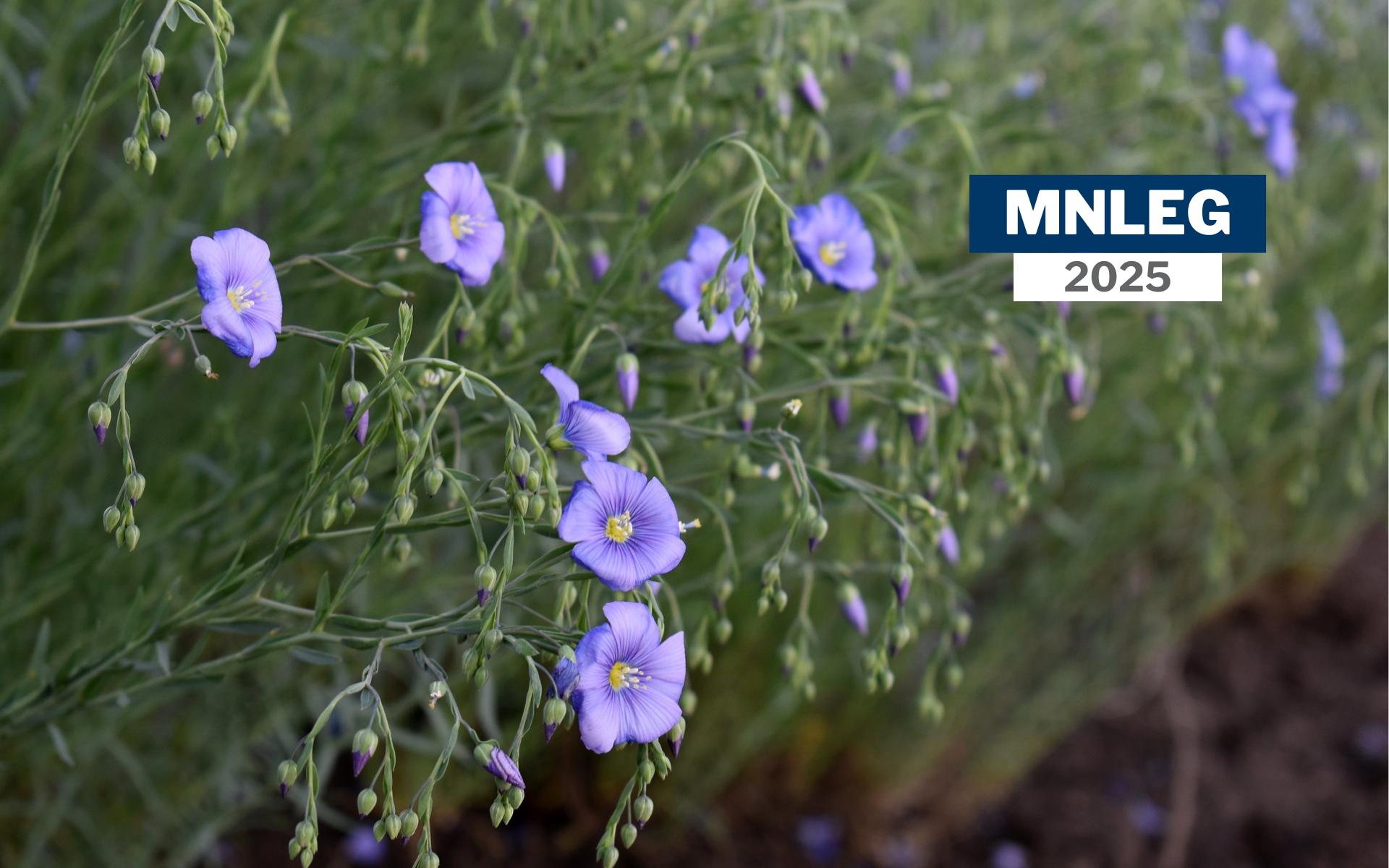 A close-up of purple perennial flax flowers. Text says "MNLEG 2025"