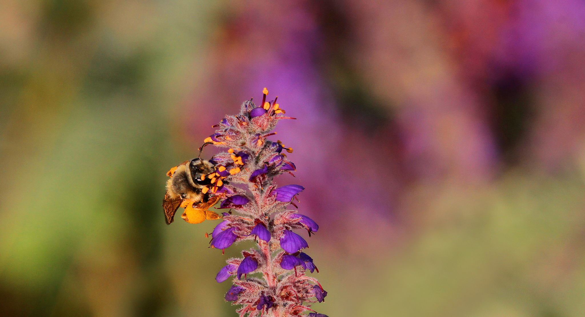 Wild bee on a leadplant prairie flower in Minnesota