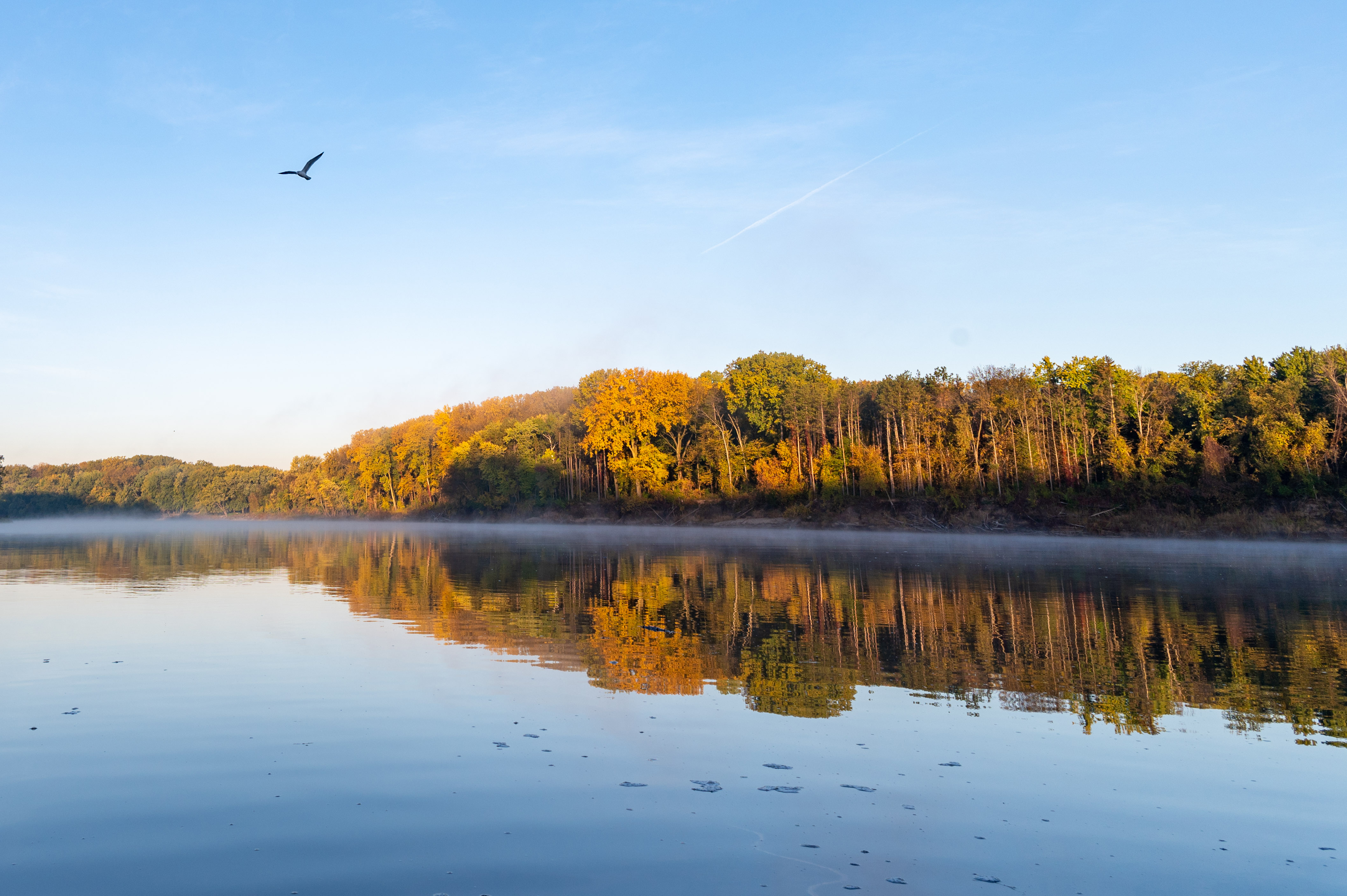 River with bird and trees