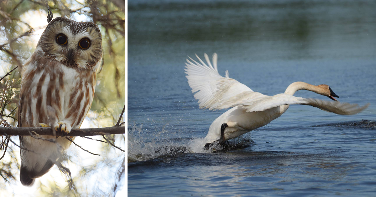 A photo collage showing a saw-whet owl and a trumpeter swan.