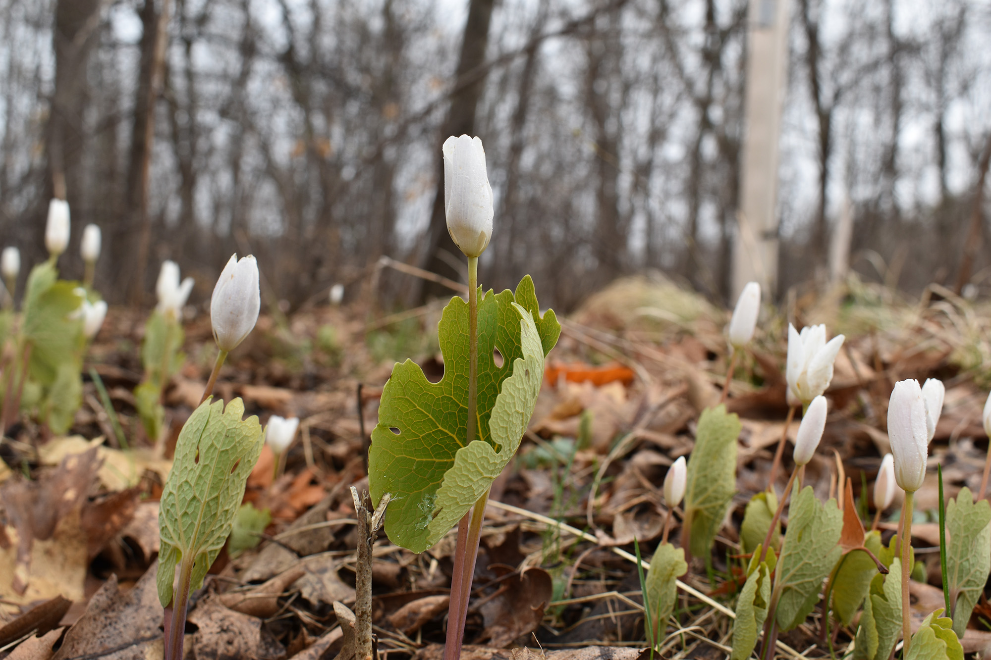 Closed bloodroot flowers in brown woods 