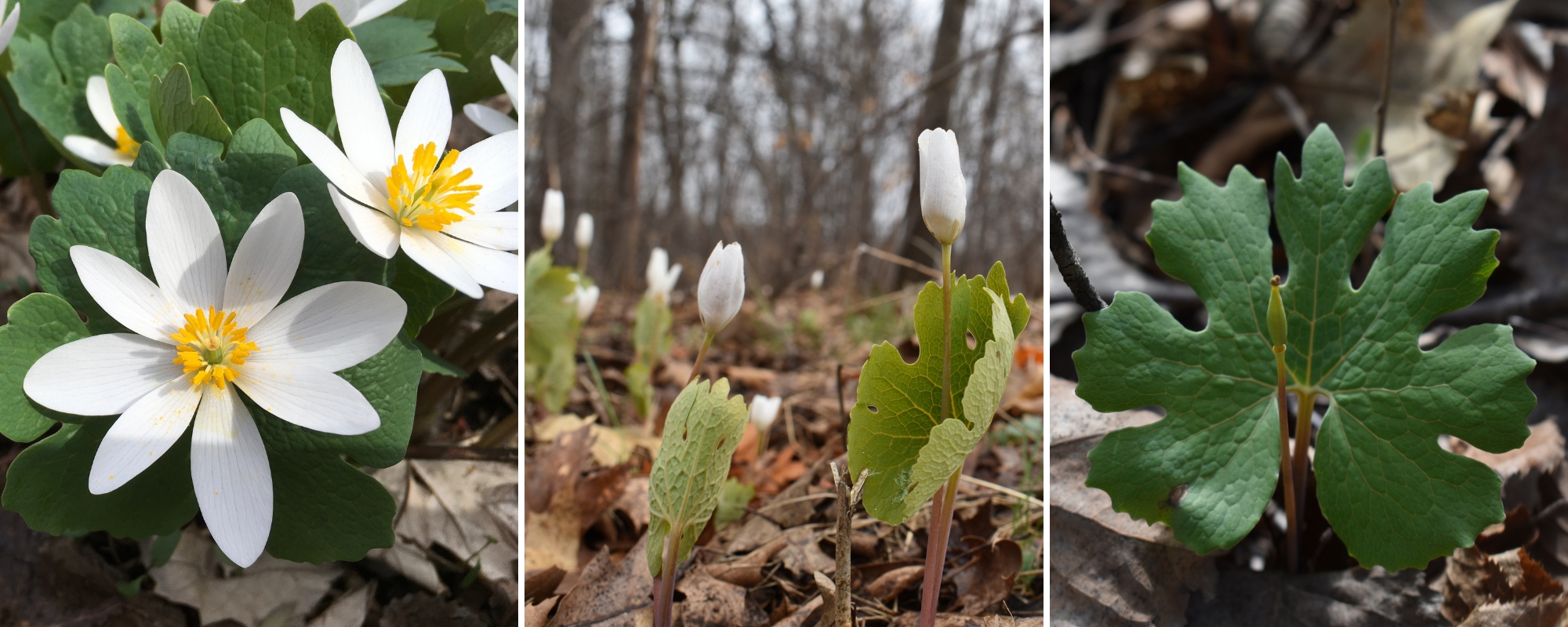 Three photos of bloodroot