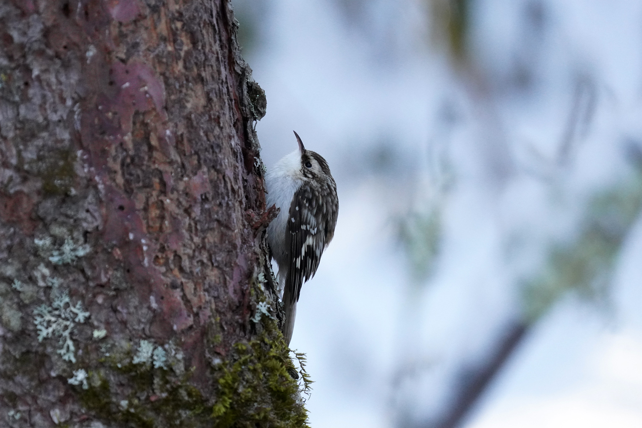 Brown creeper moving up a tree trunk