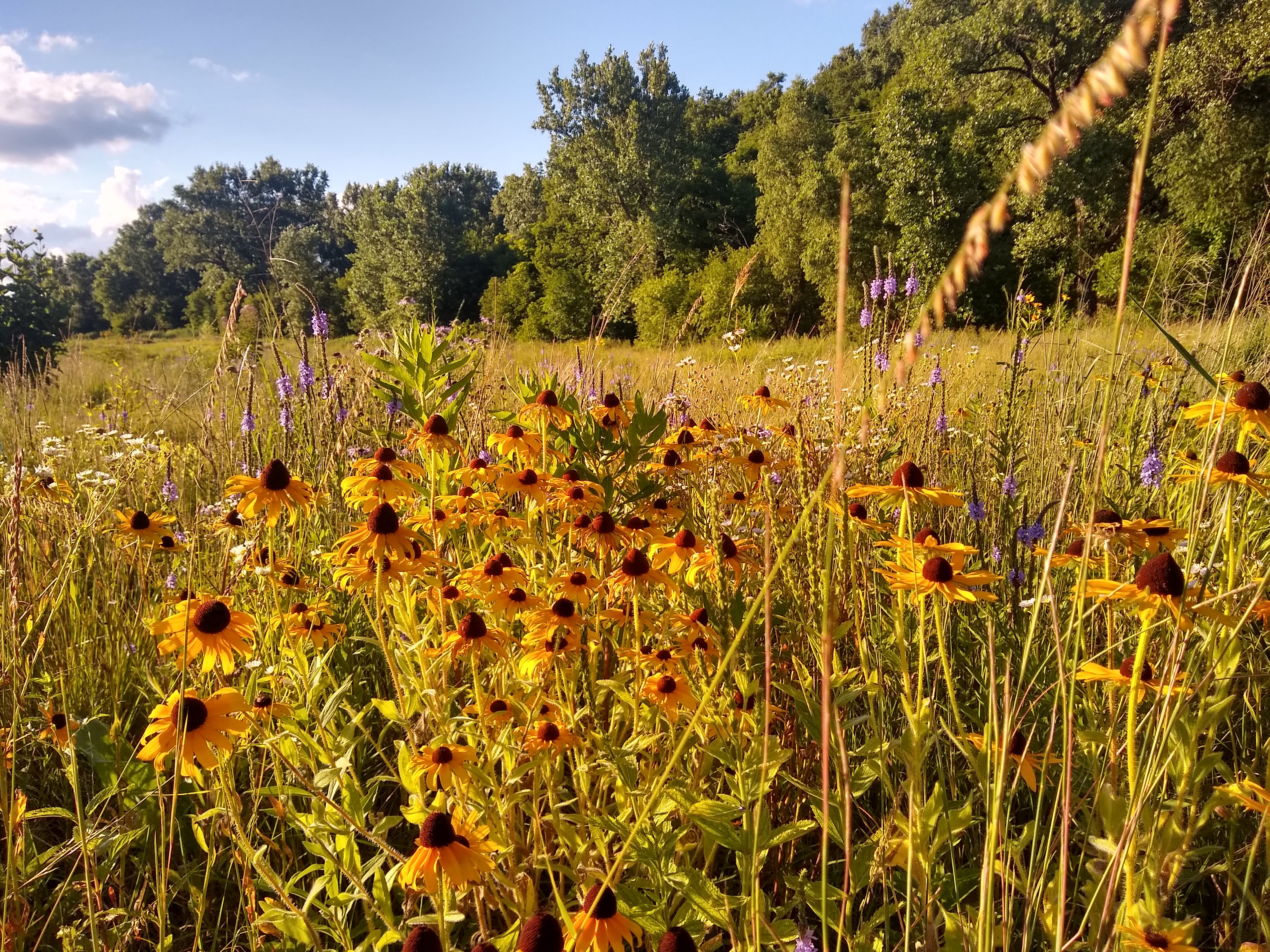 Prairie at Wakan Tipi