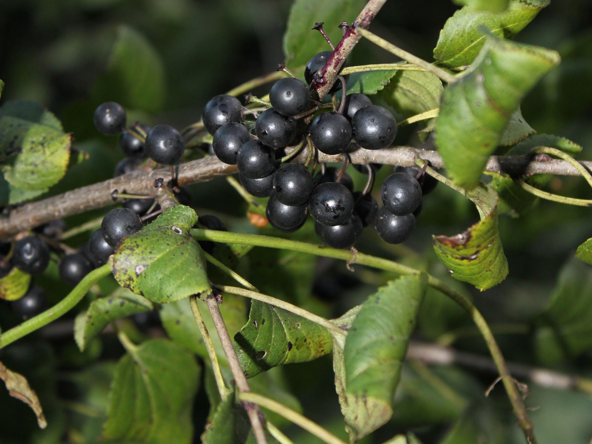 Buckthorn berries ripen to a dark black color in the fall.
