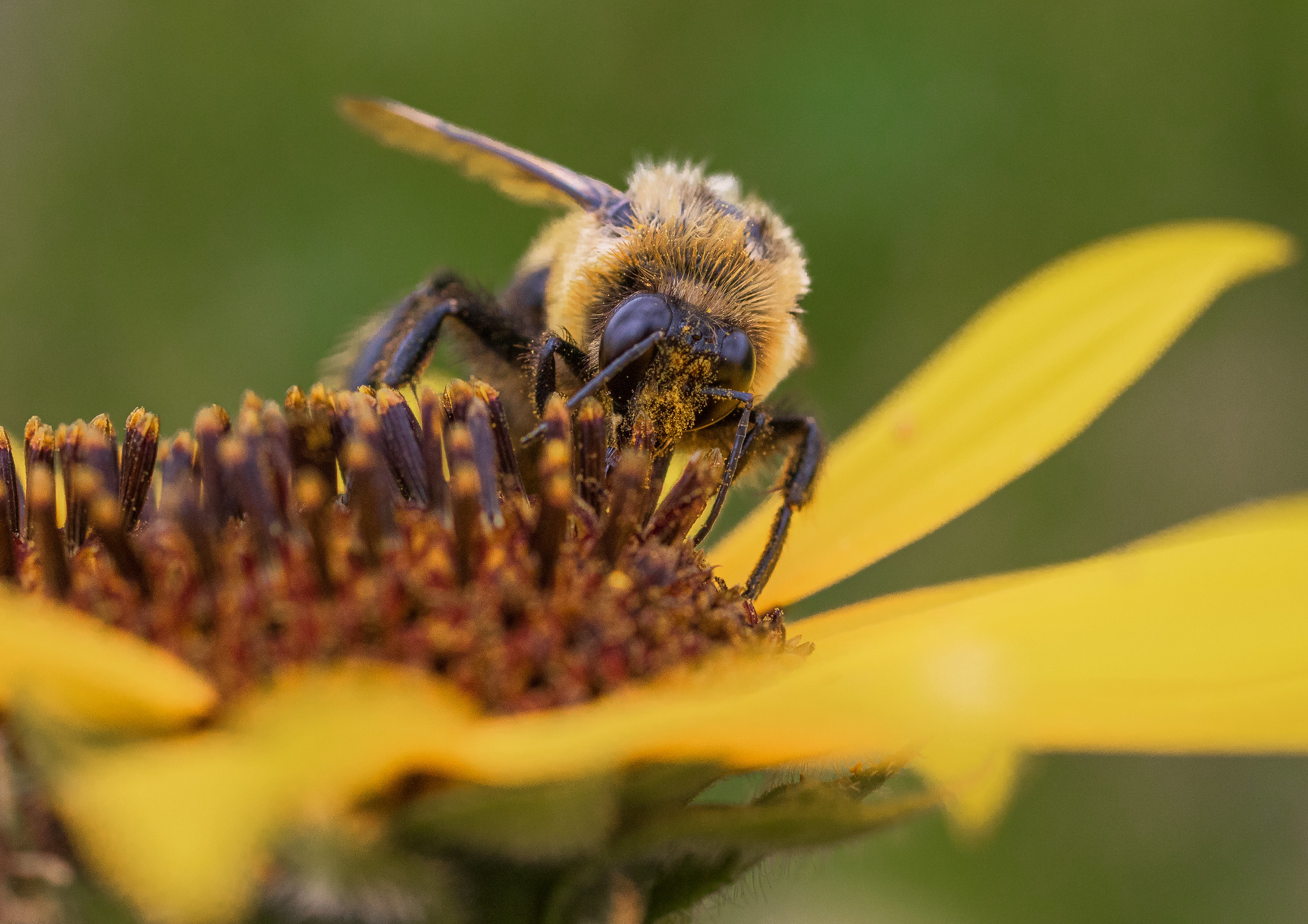 Bumble bee on sunflower