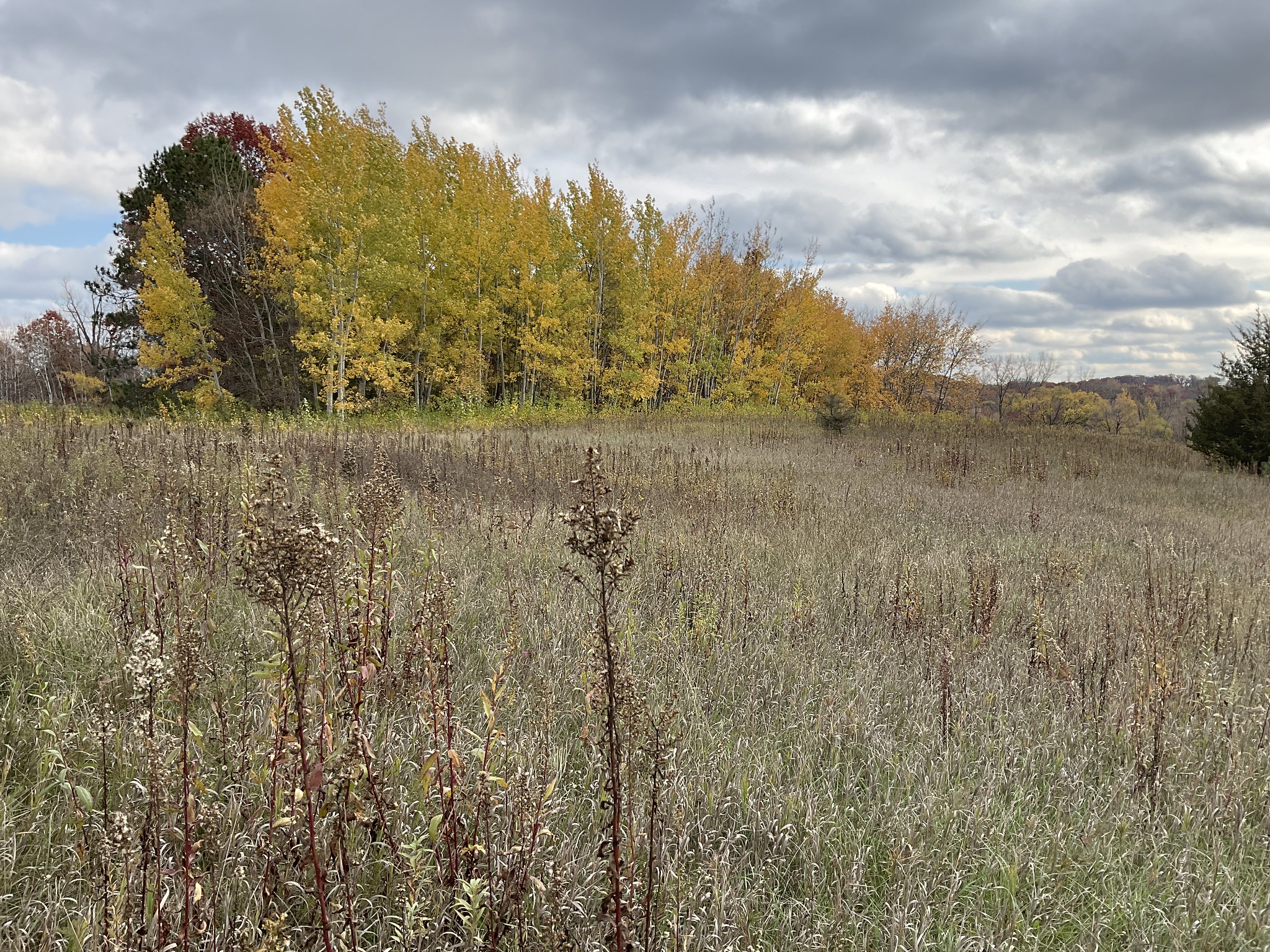 Field with golden trees