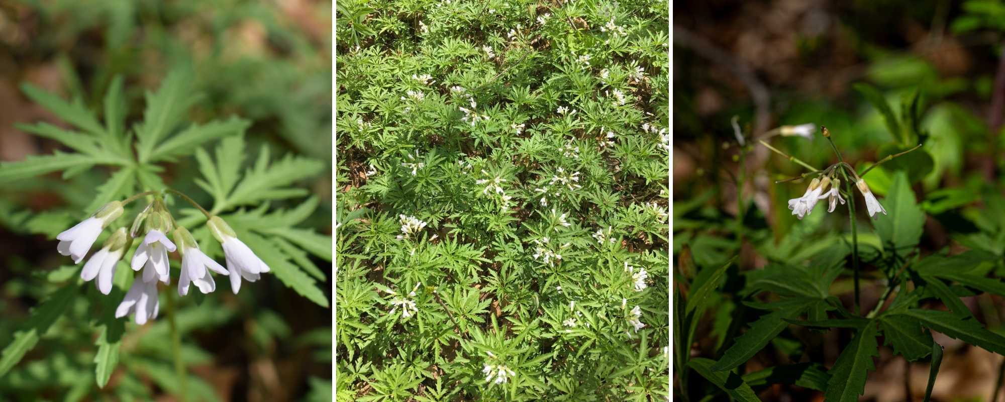 Three photos of cutleaf toothwort