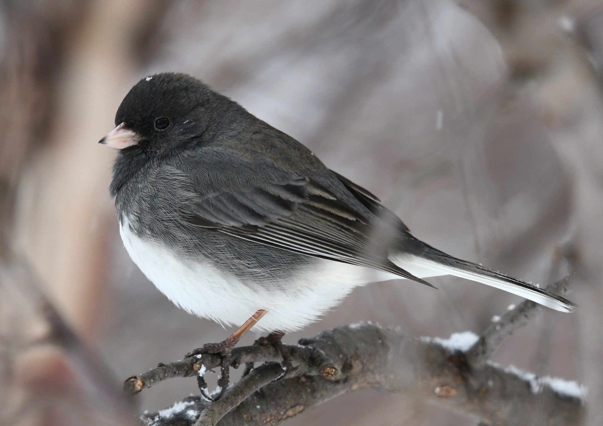 Dark-eyed junco on branch