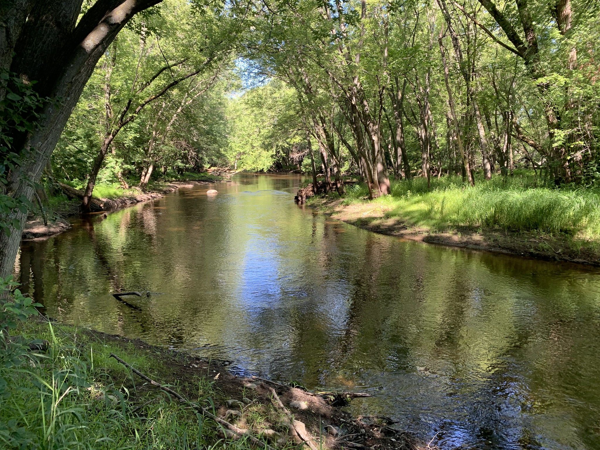 Backchannel of the river surrounded by green forest