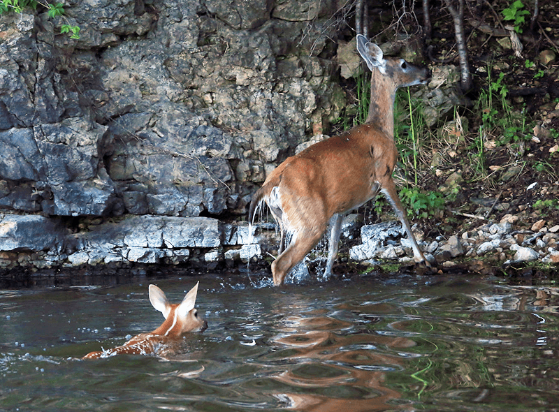 Two deer climbing out of river.