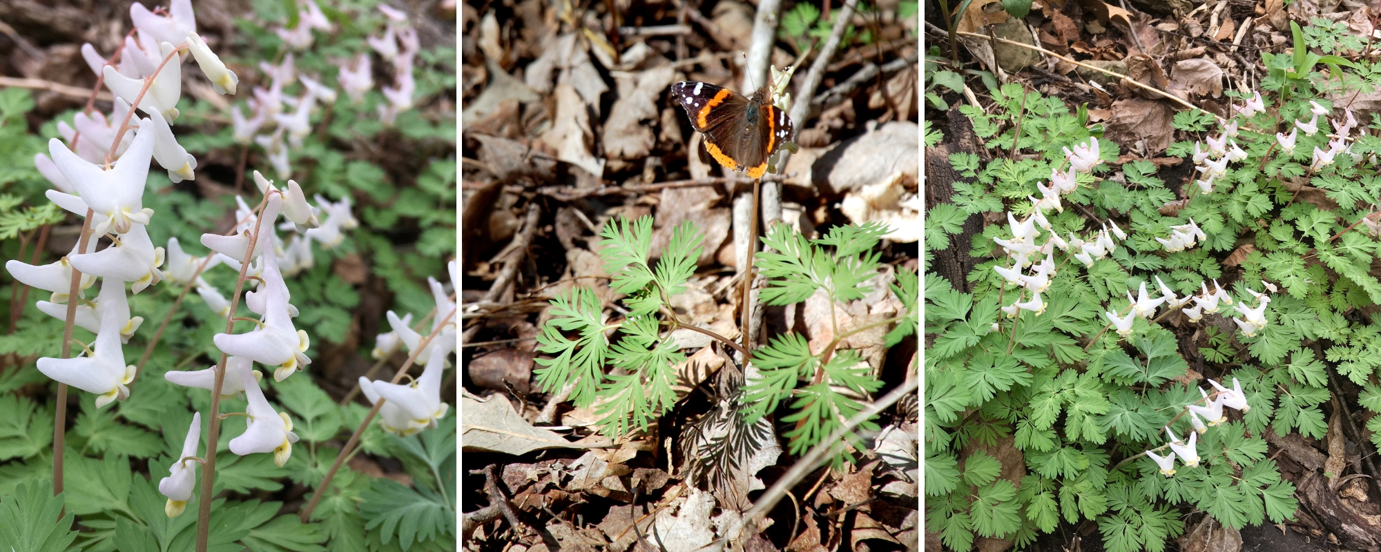 Three photos of Dutchman's breeches