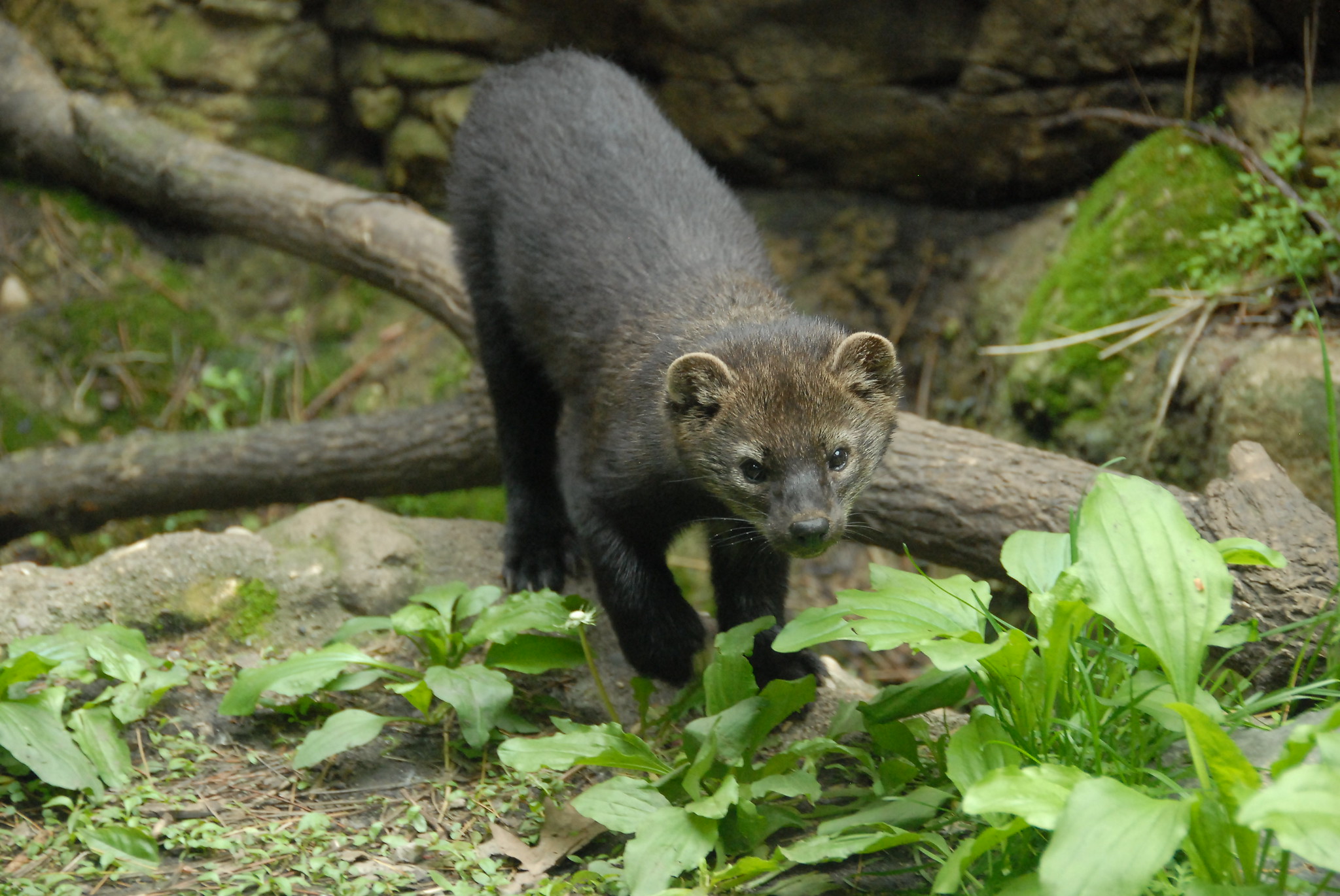 Fisher climbing over log