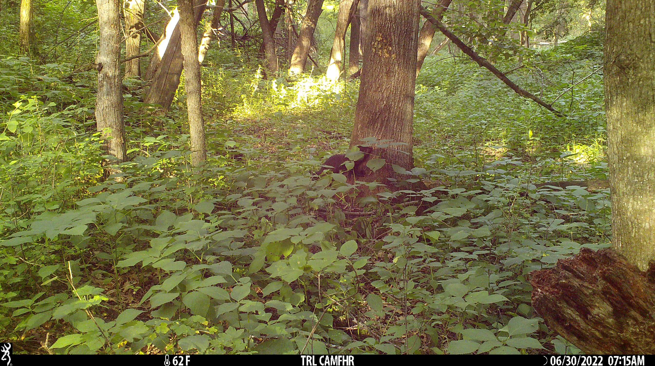 Fisher on a tree