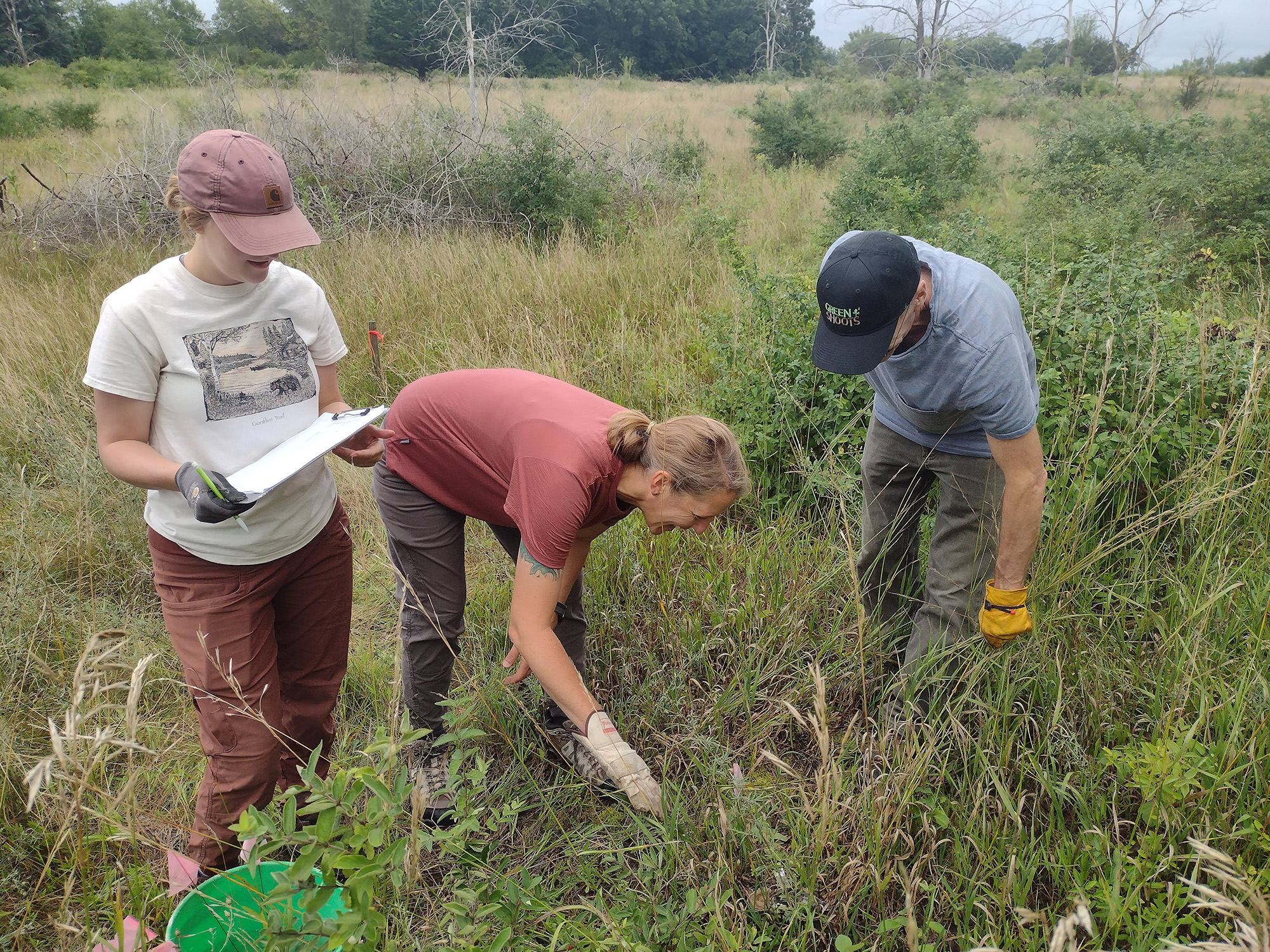 FMR ecologists and interns monitor invasive honeysuckle removal plots.