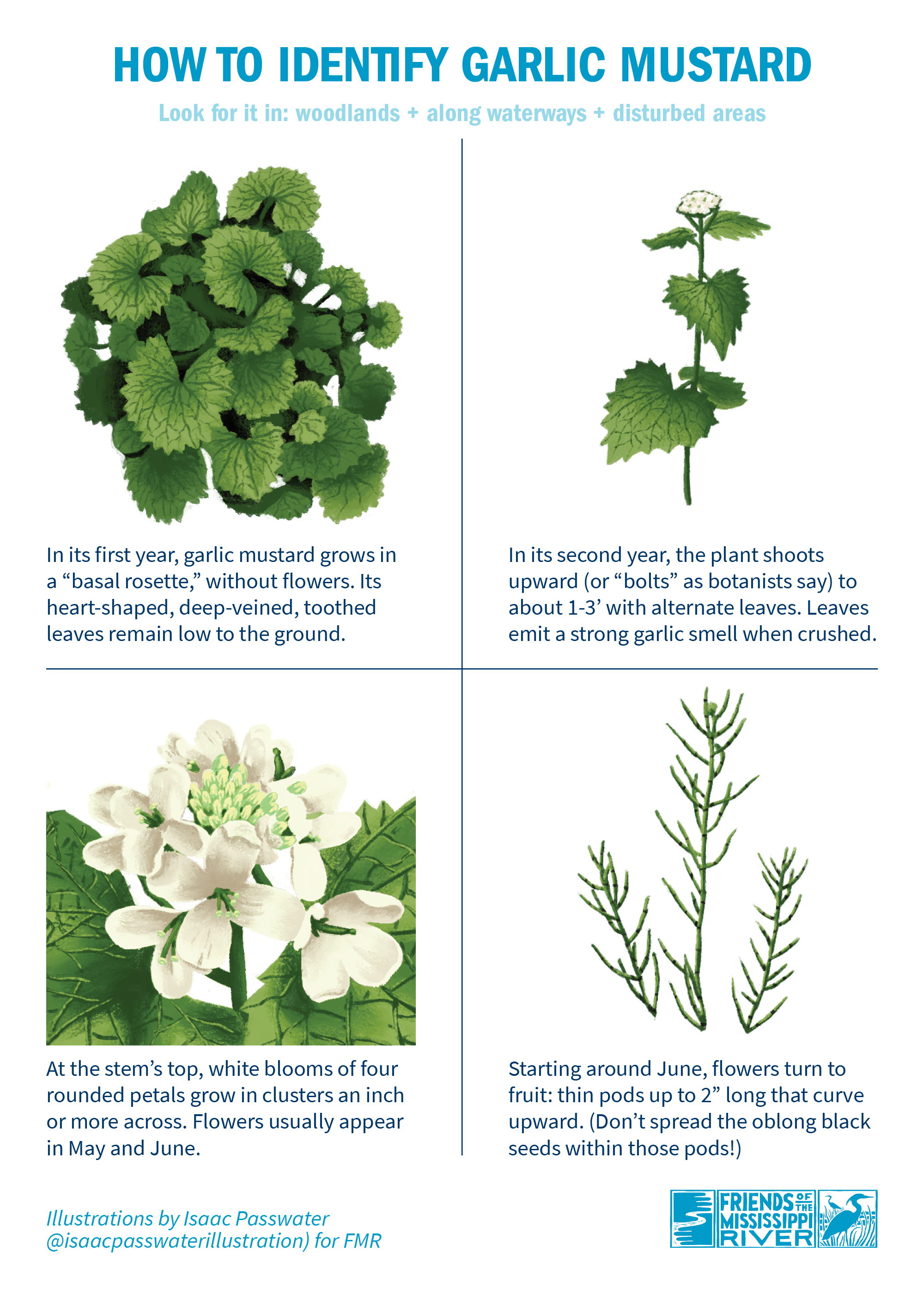 Garlic mustard ID guide