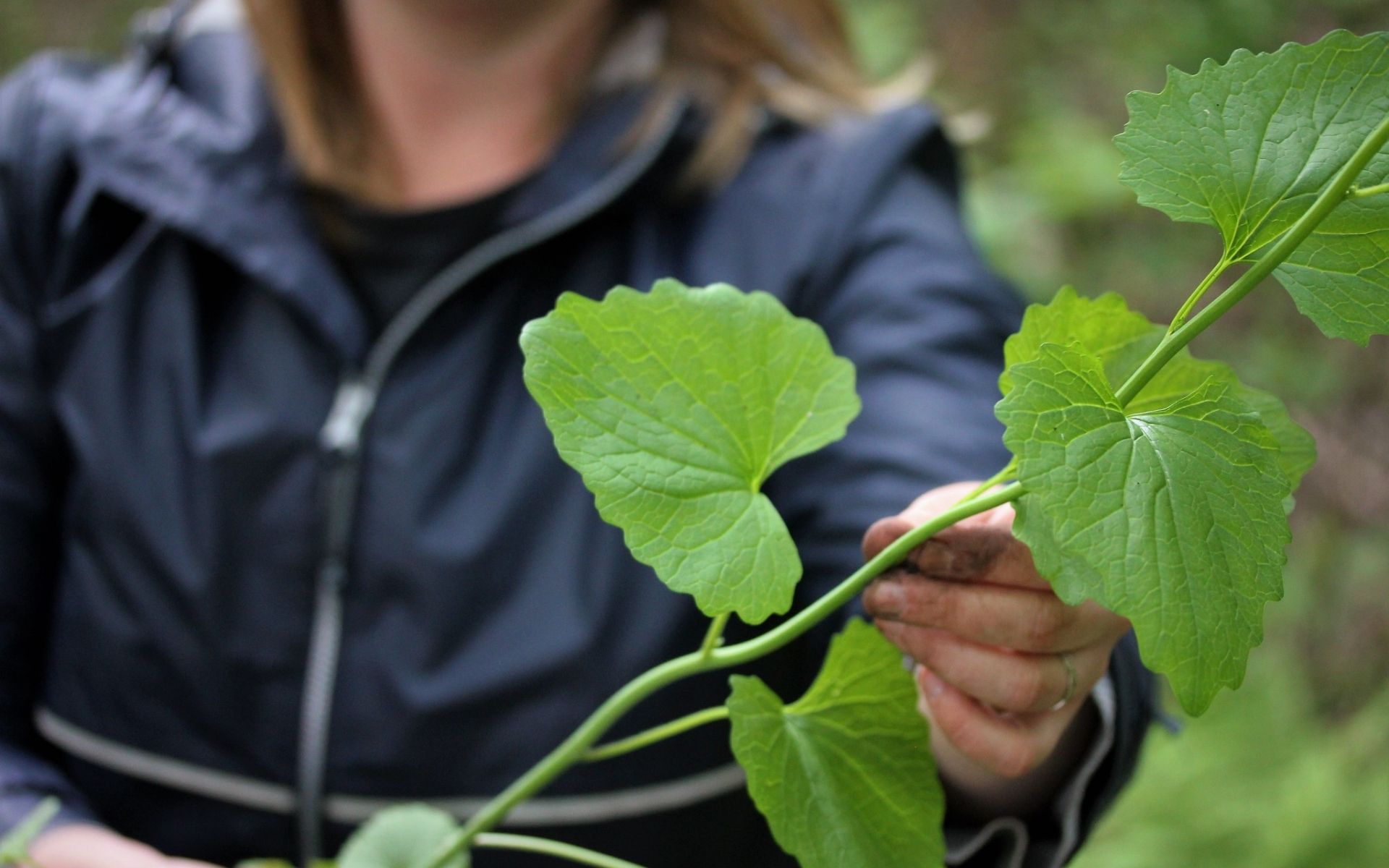 Garlic mustard stem and leaves