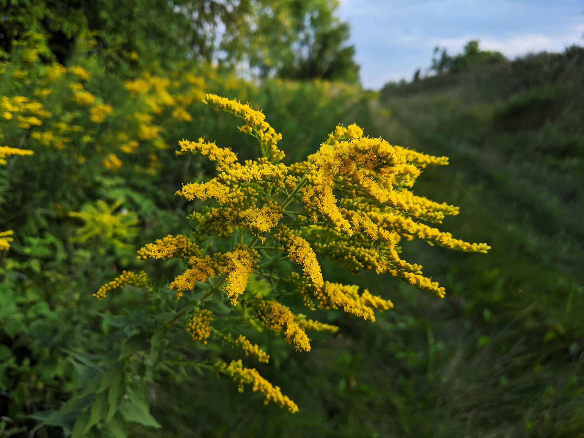 A close-up of a goldenrod plant in bloom.