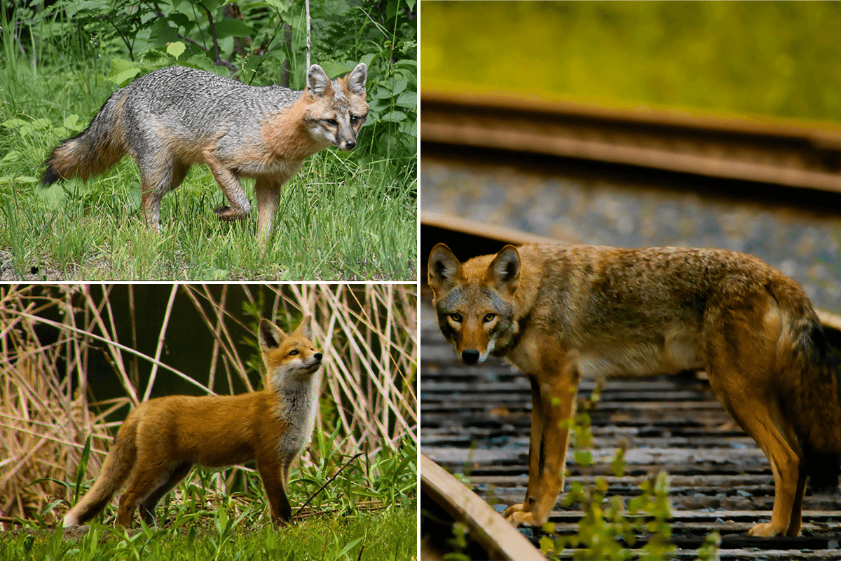 Trio of canid species