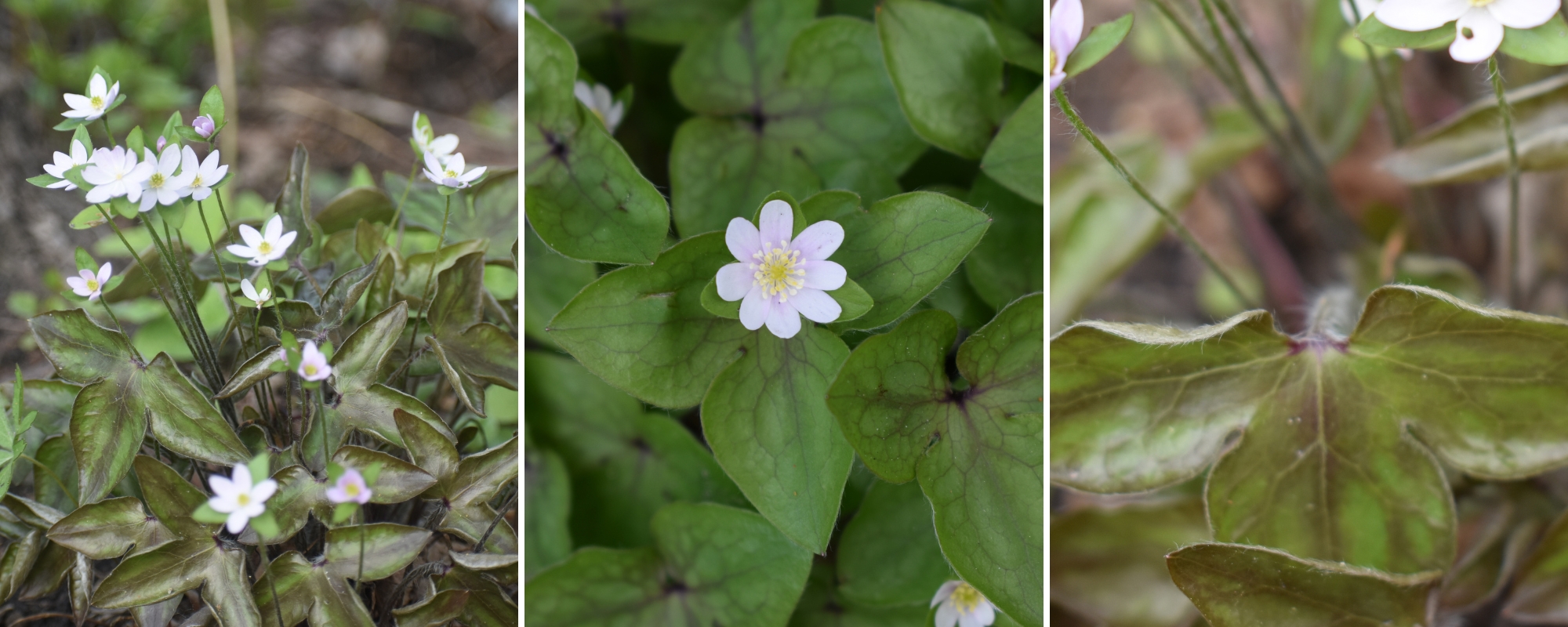 Three photos of hepatica