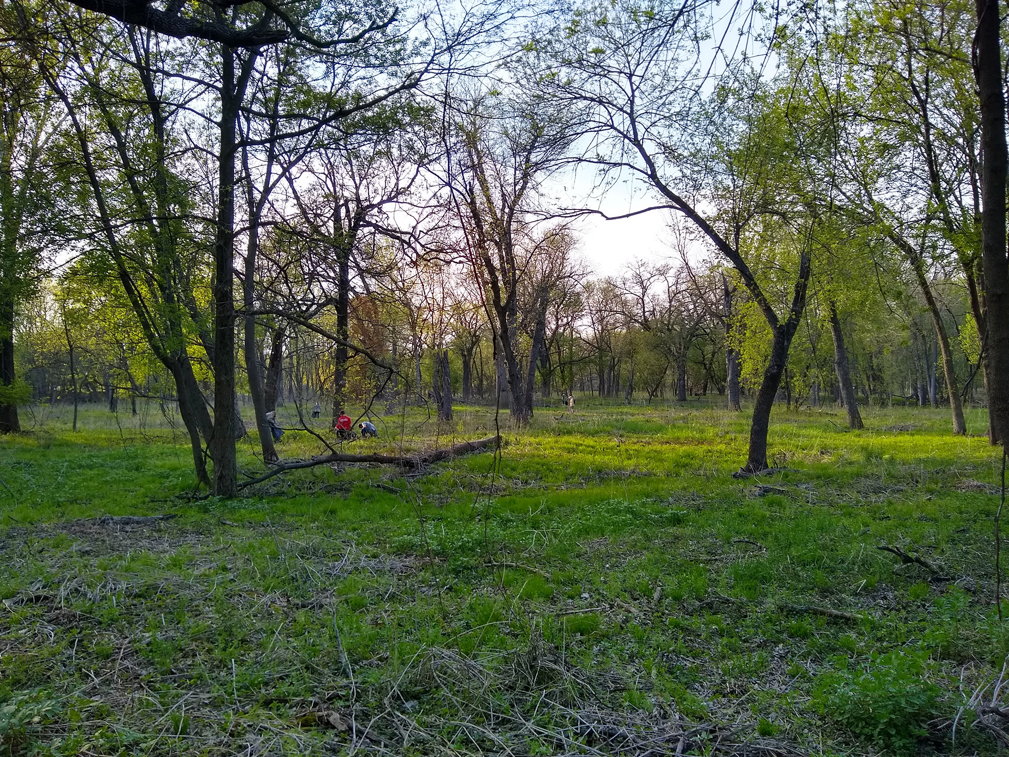 Seeded areas establishing after buckthorn removal at the William H. Houlton Conservation Area