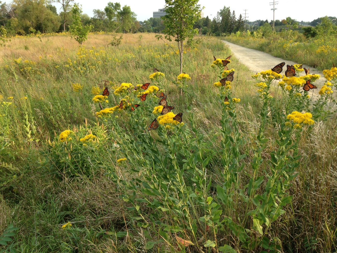 Monarch butterflies rest on blooming stiff goldenrod plants in an open prairie.