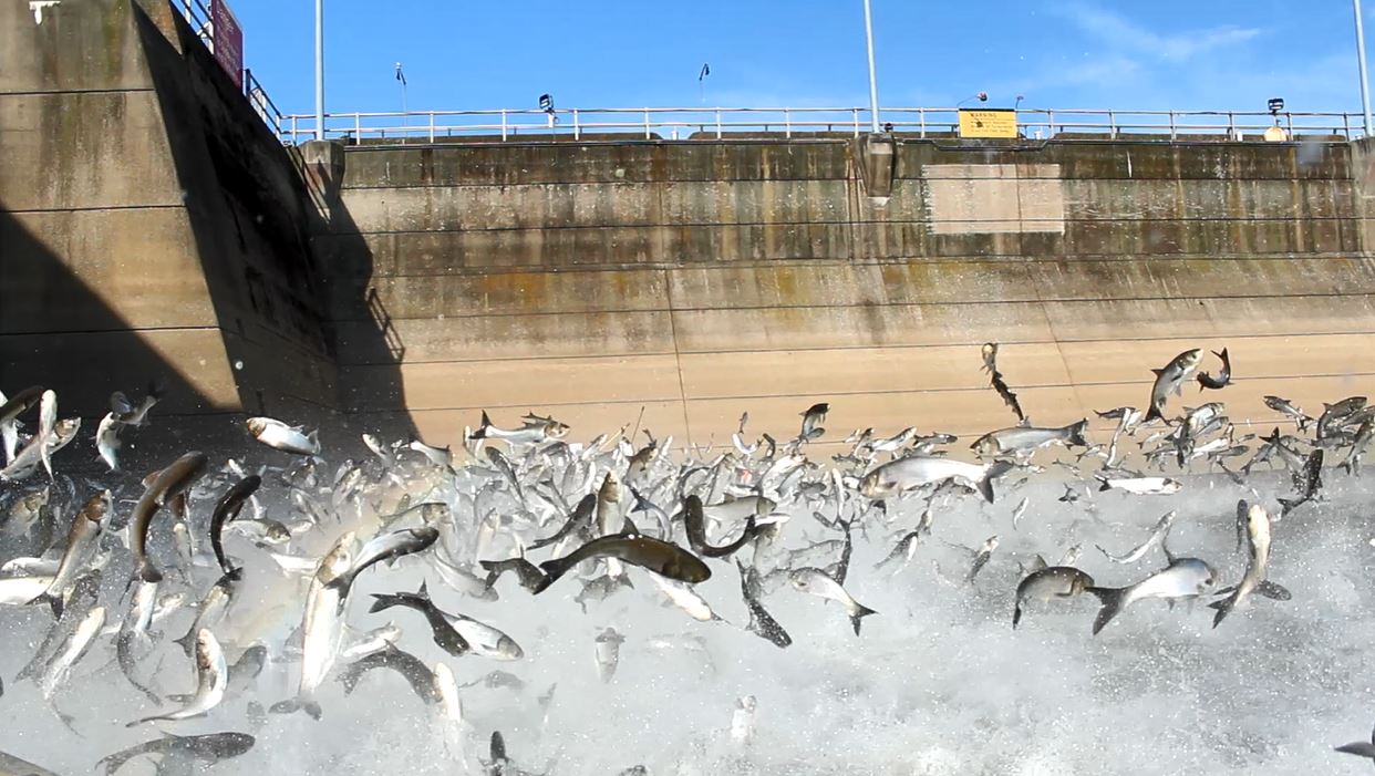 Hundreds of large silver fish leaping into the air