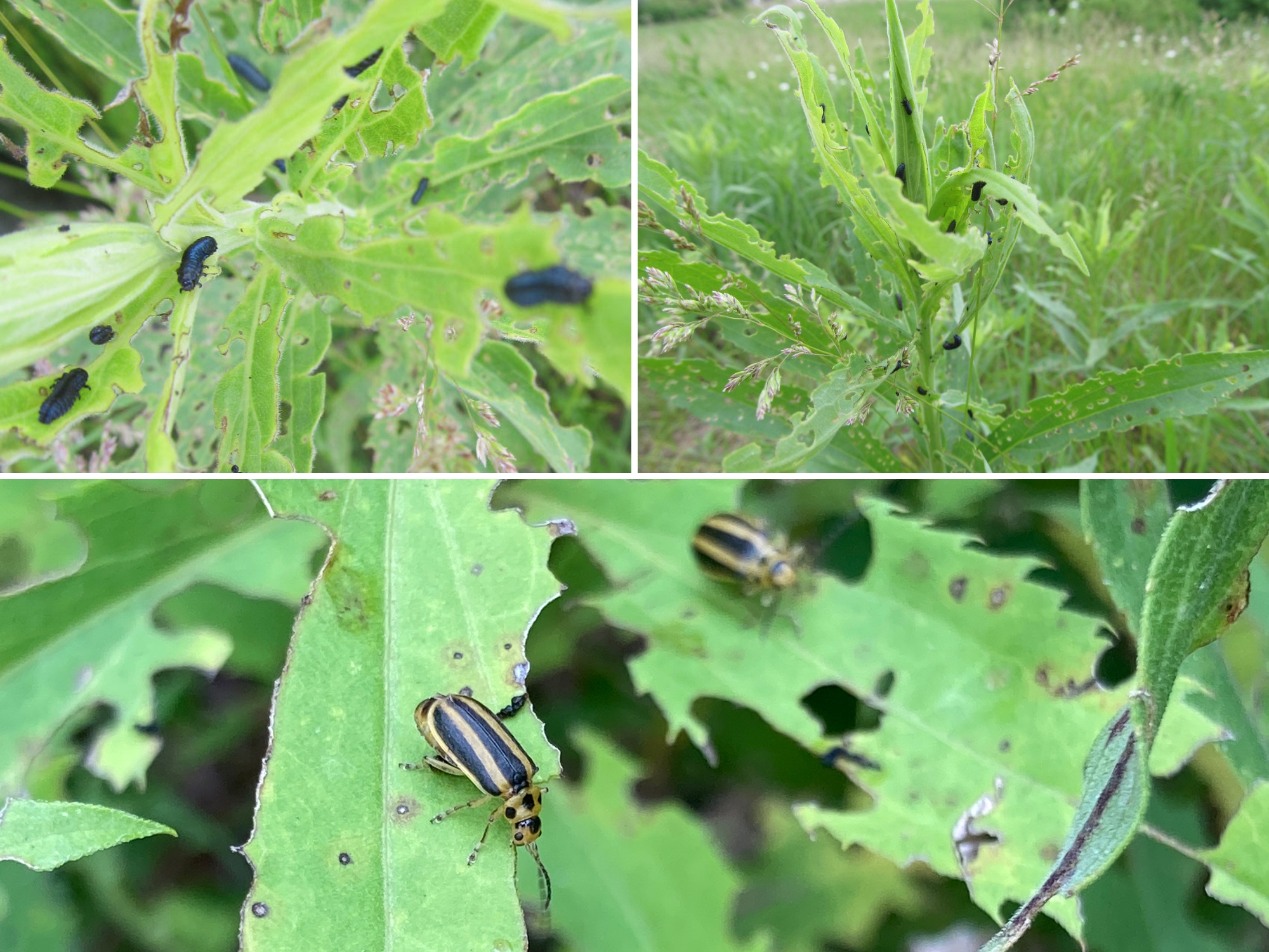 Leaf beetle larvae and adults
