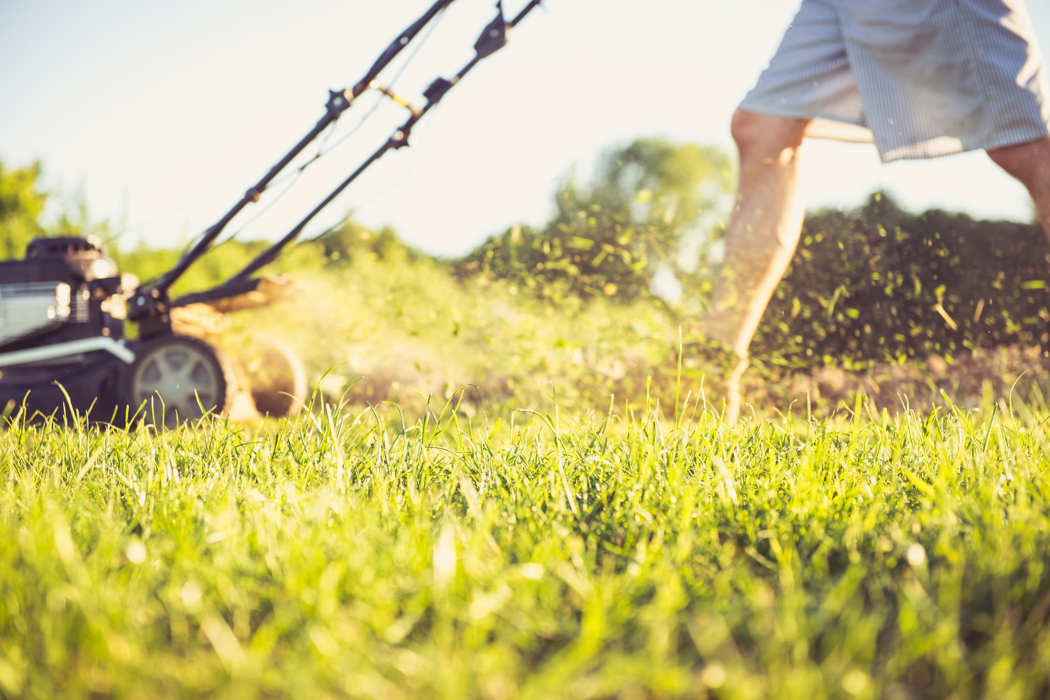 Someone mows the lawn without a bag attached to mower