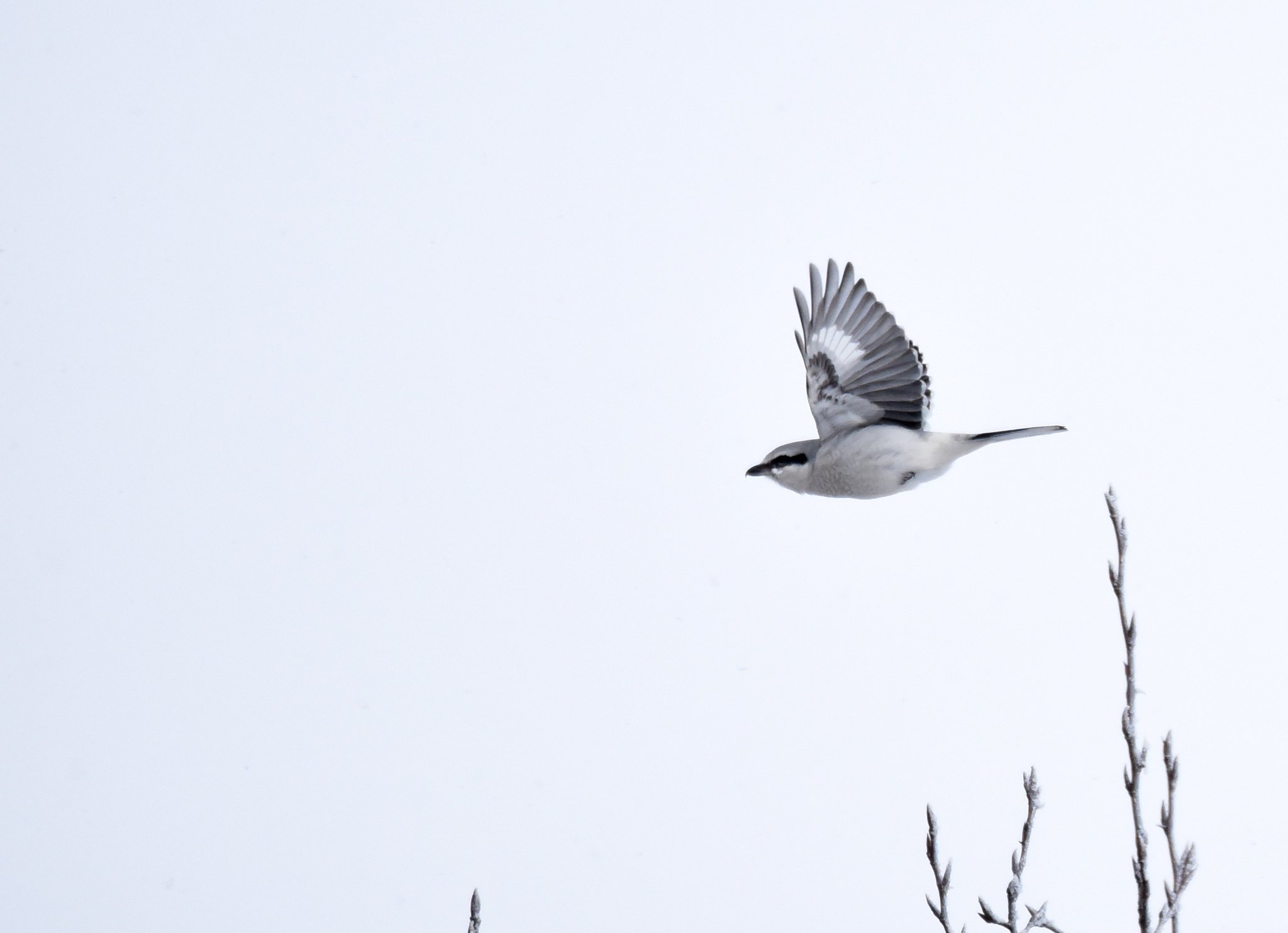 Northern shrike flying over branches