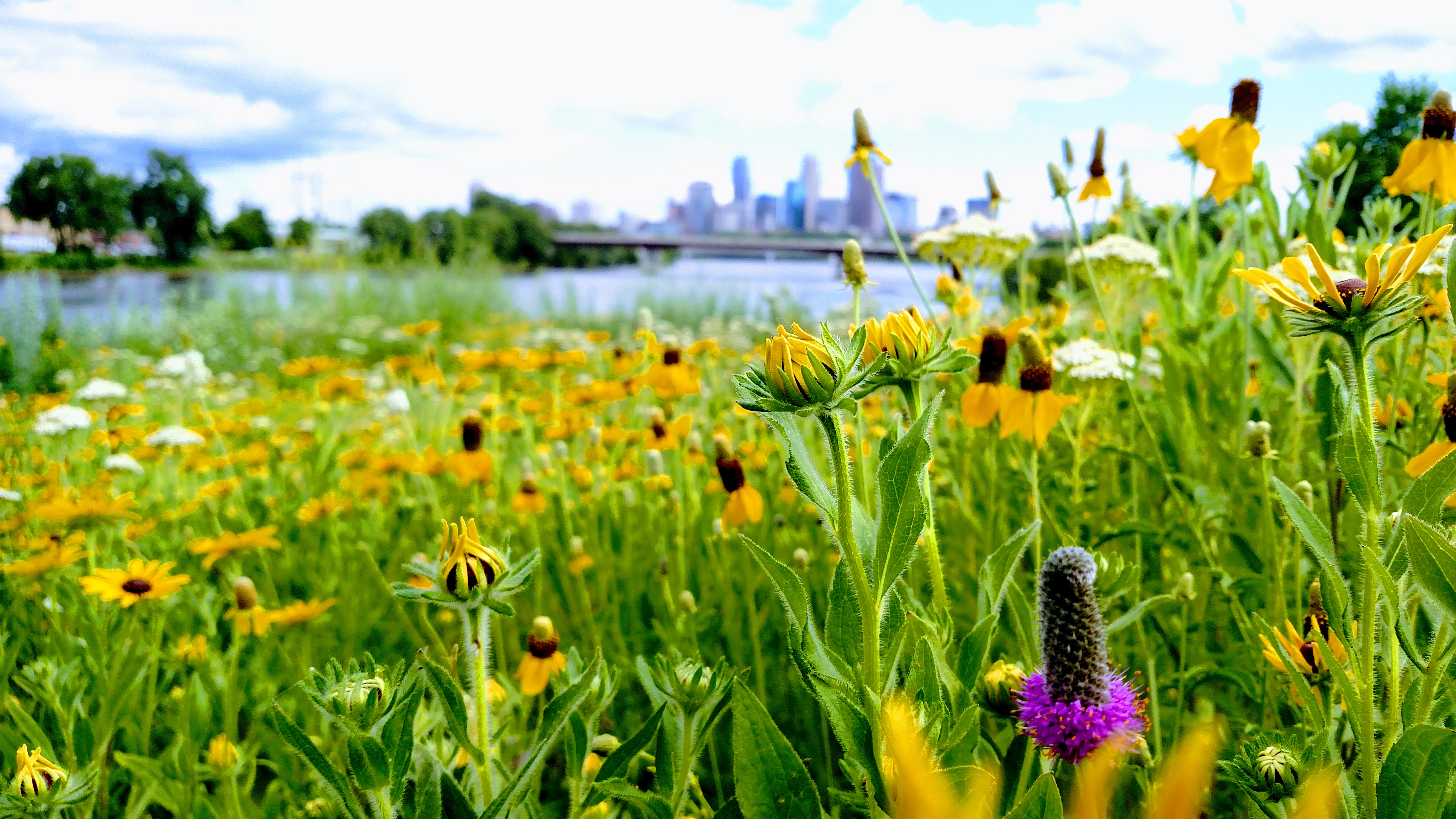 Prairie wildflowers in a green field along the river.