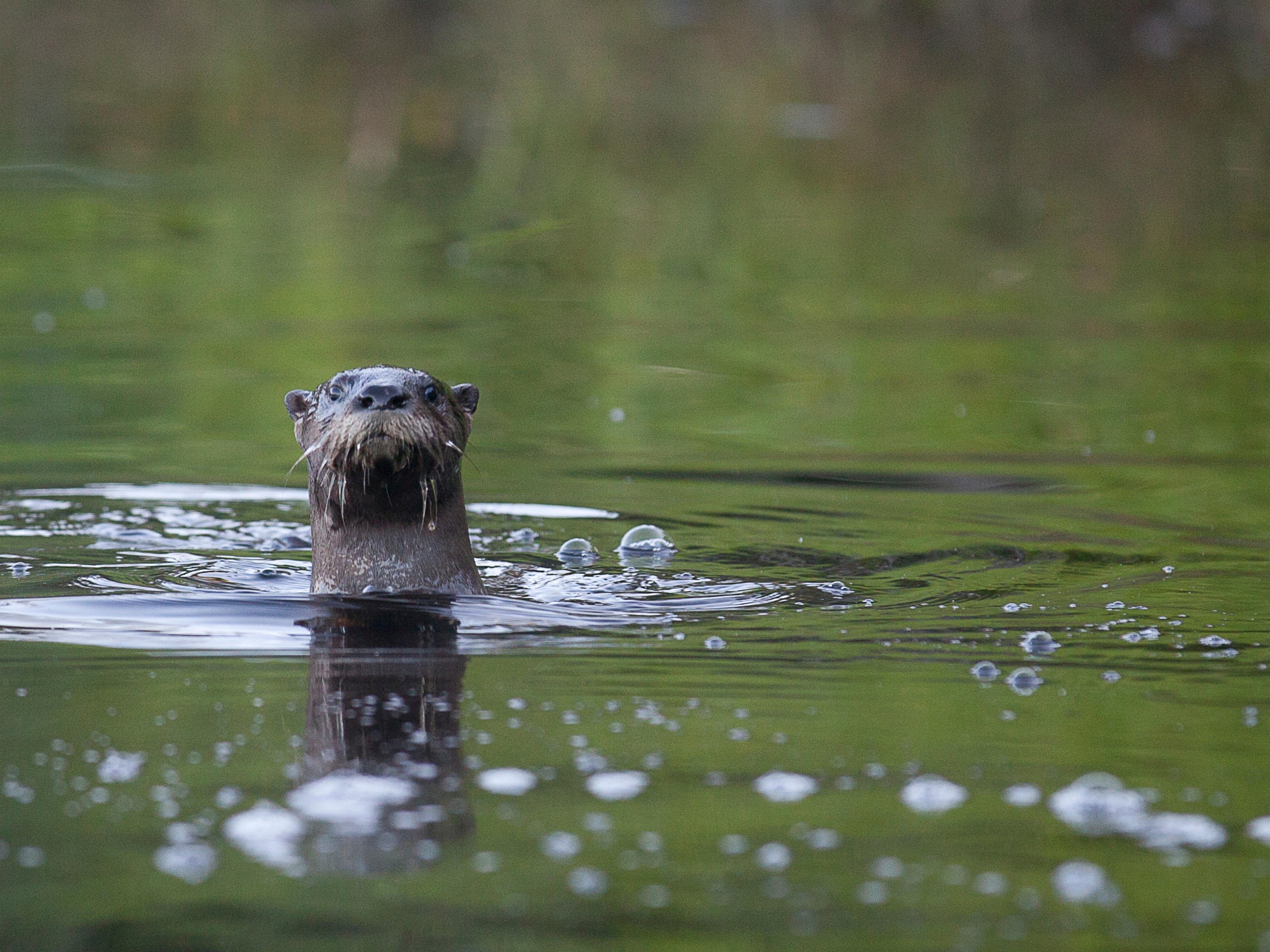 A curious otter