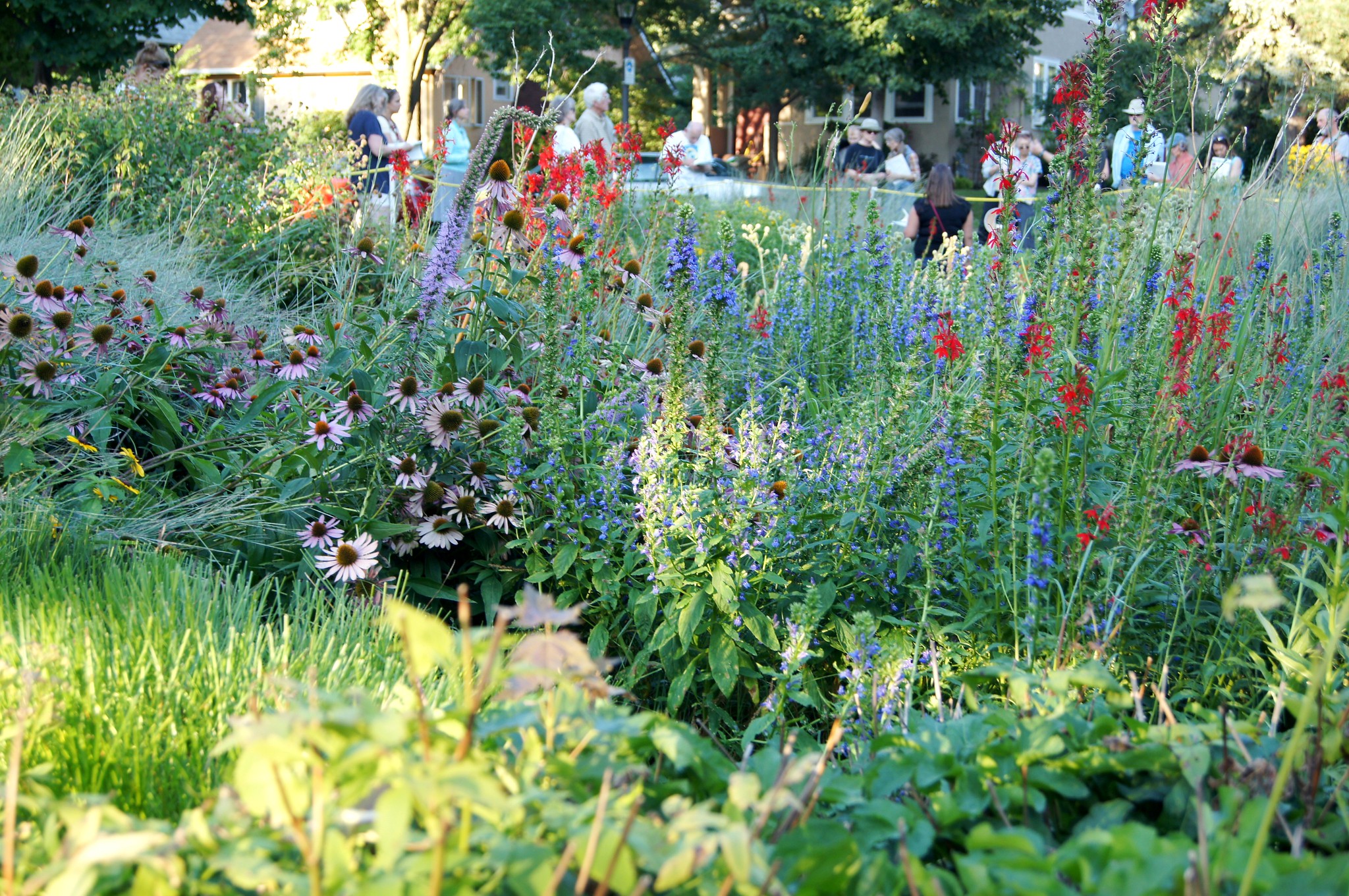 Raingarden in bloom