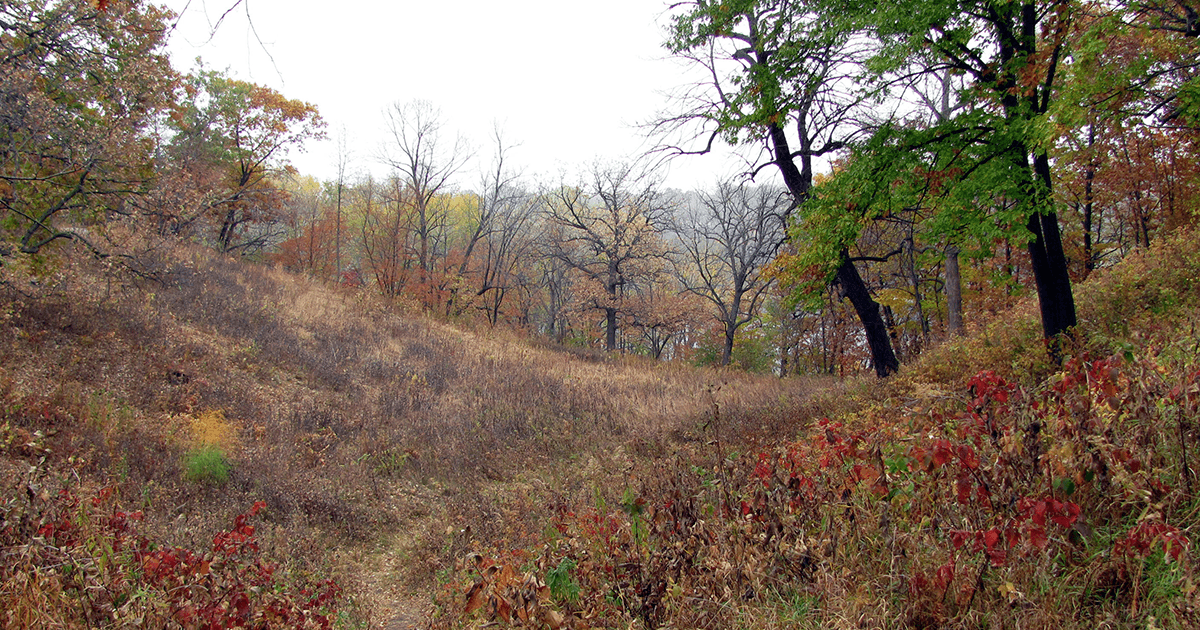 A portion of the oak savanna prairie atop the river gorge, with many leaves red and orange indicating it is fall.