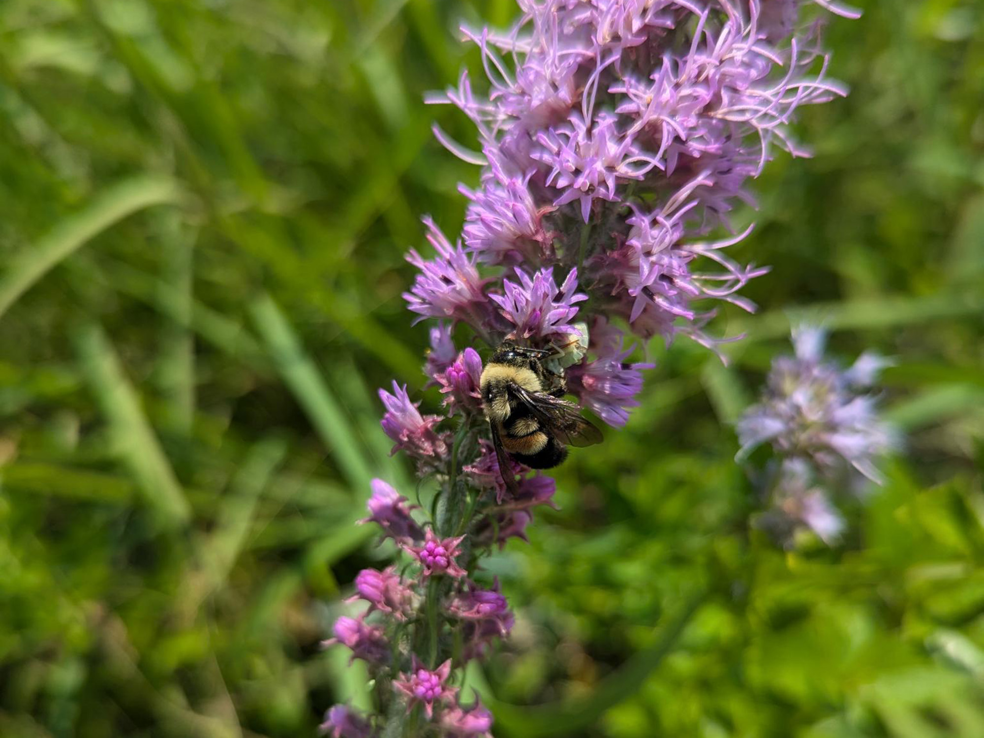 Rusty-patched bumble bee on liatris