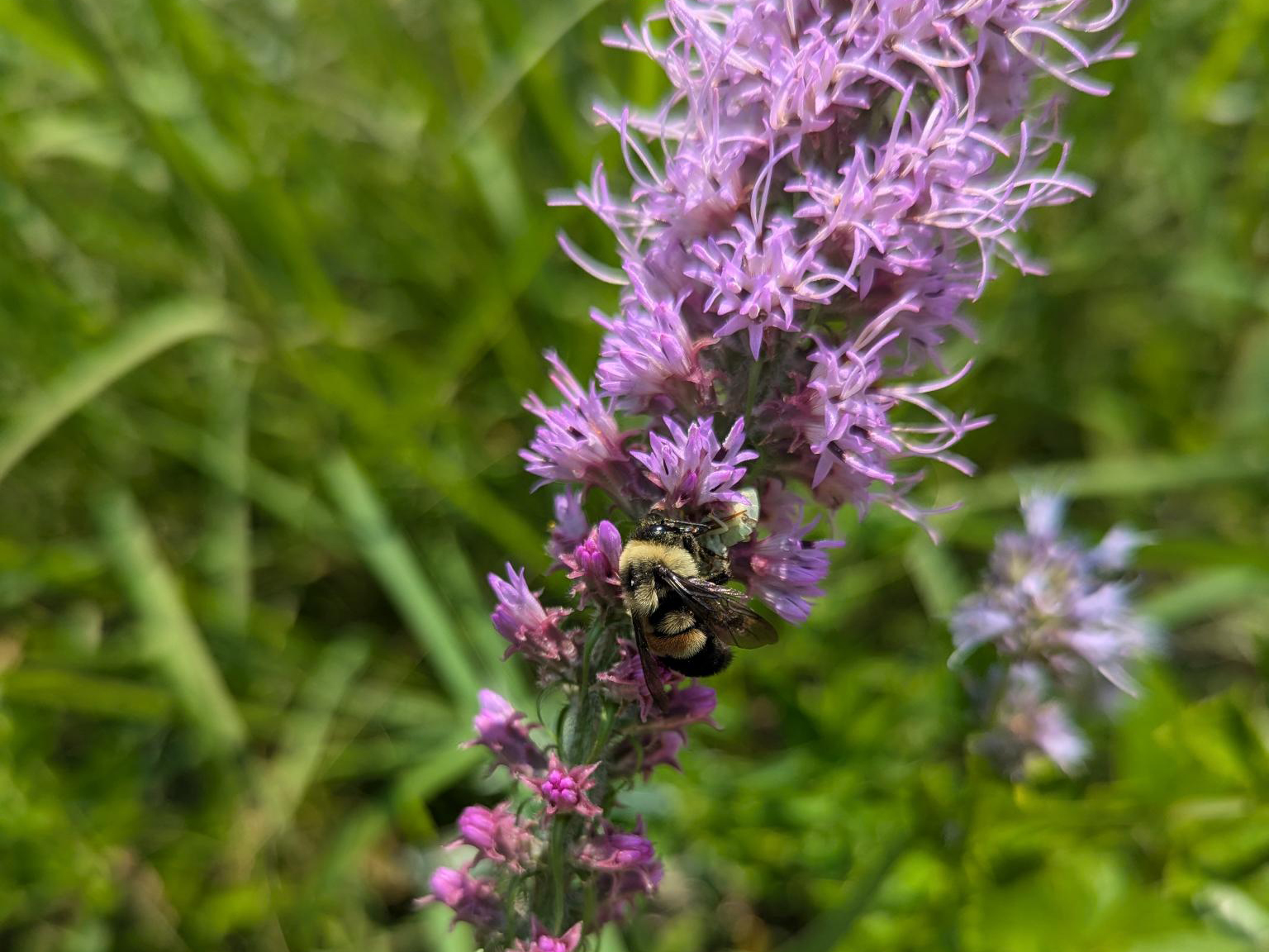 Rusty-patched bumble bee on liatris