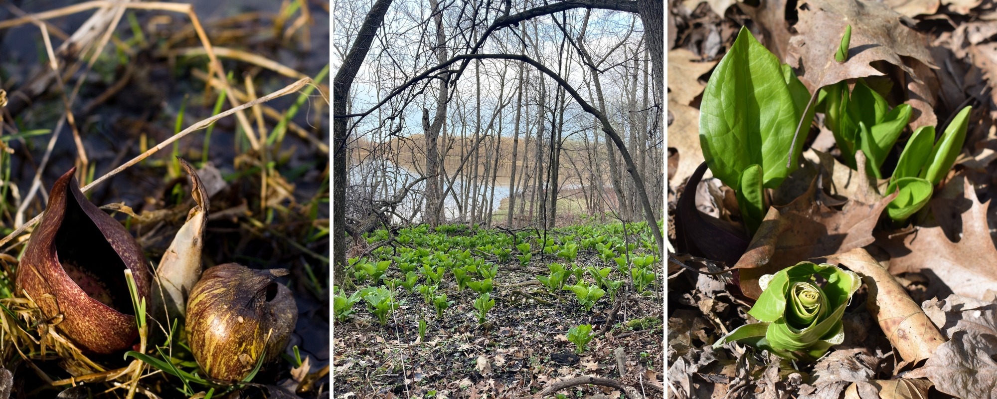 Three photos of skunk cabbage