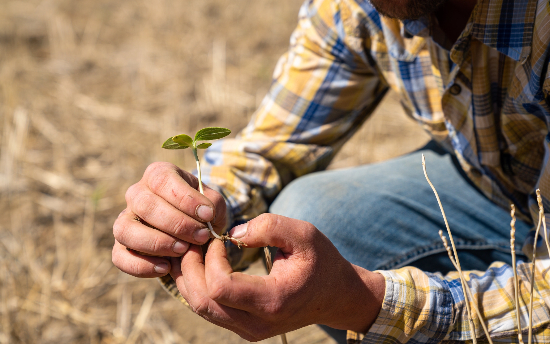 A pair of hands examining the roots of a small, green plant that has been pulled from an agricultural field.