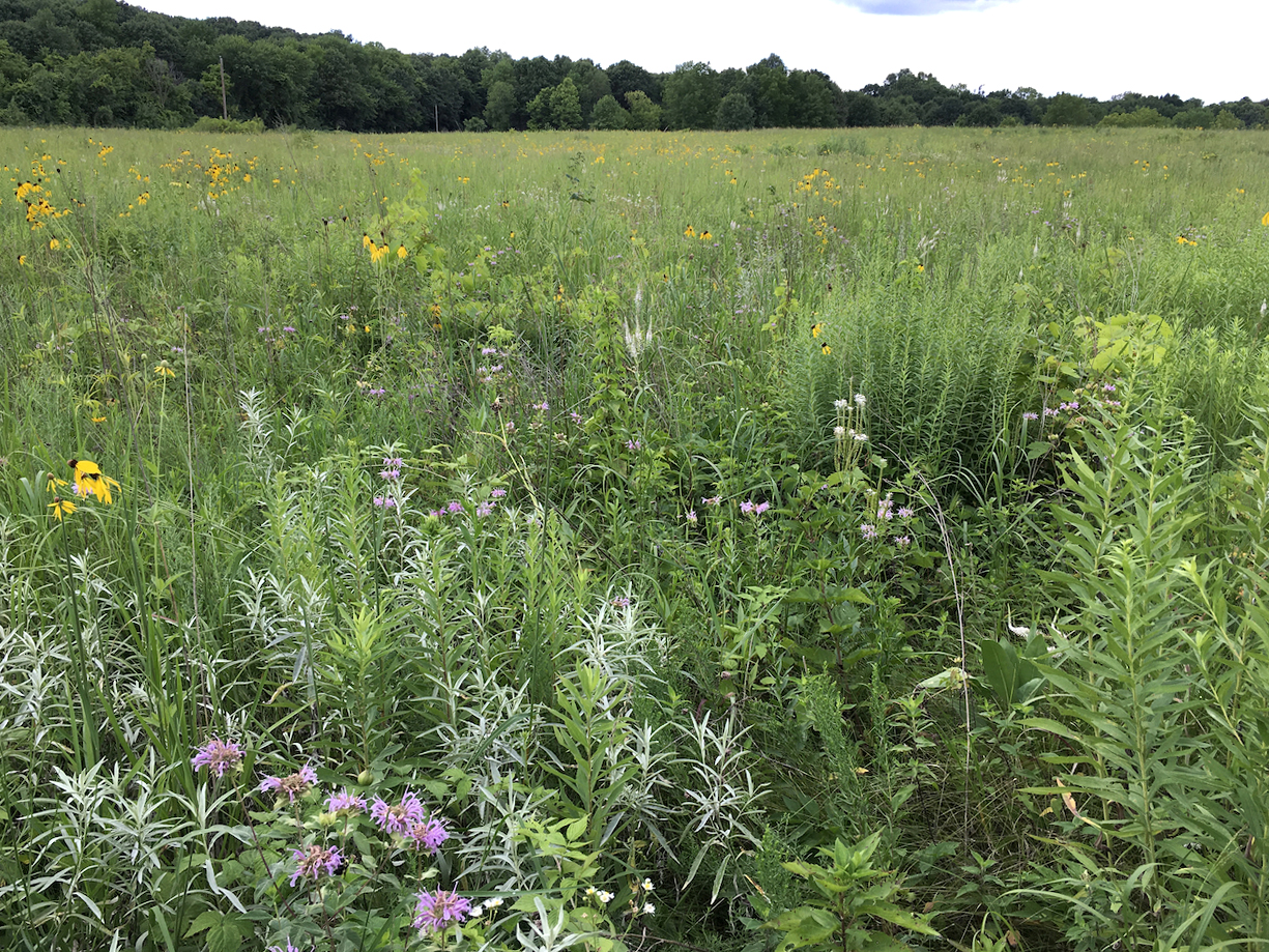 Spring Lake Park Reserve wildflowers