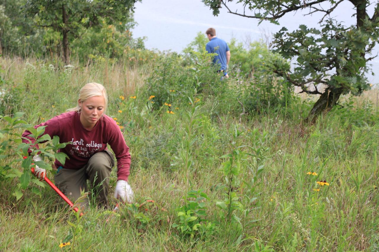 River Oaks Park sumac lopping volunteers