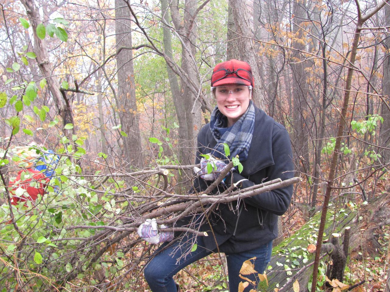 Volunteer hauling buckthorn