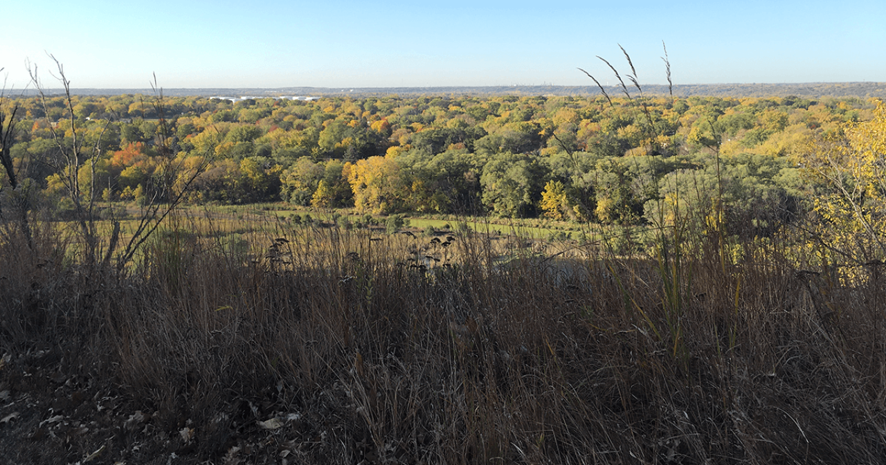 View of field and forests