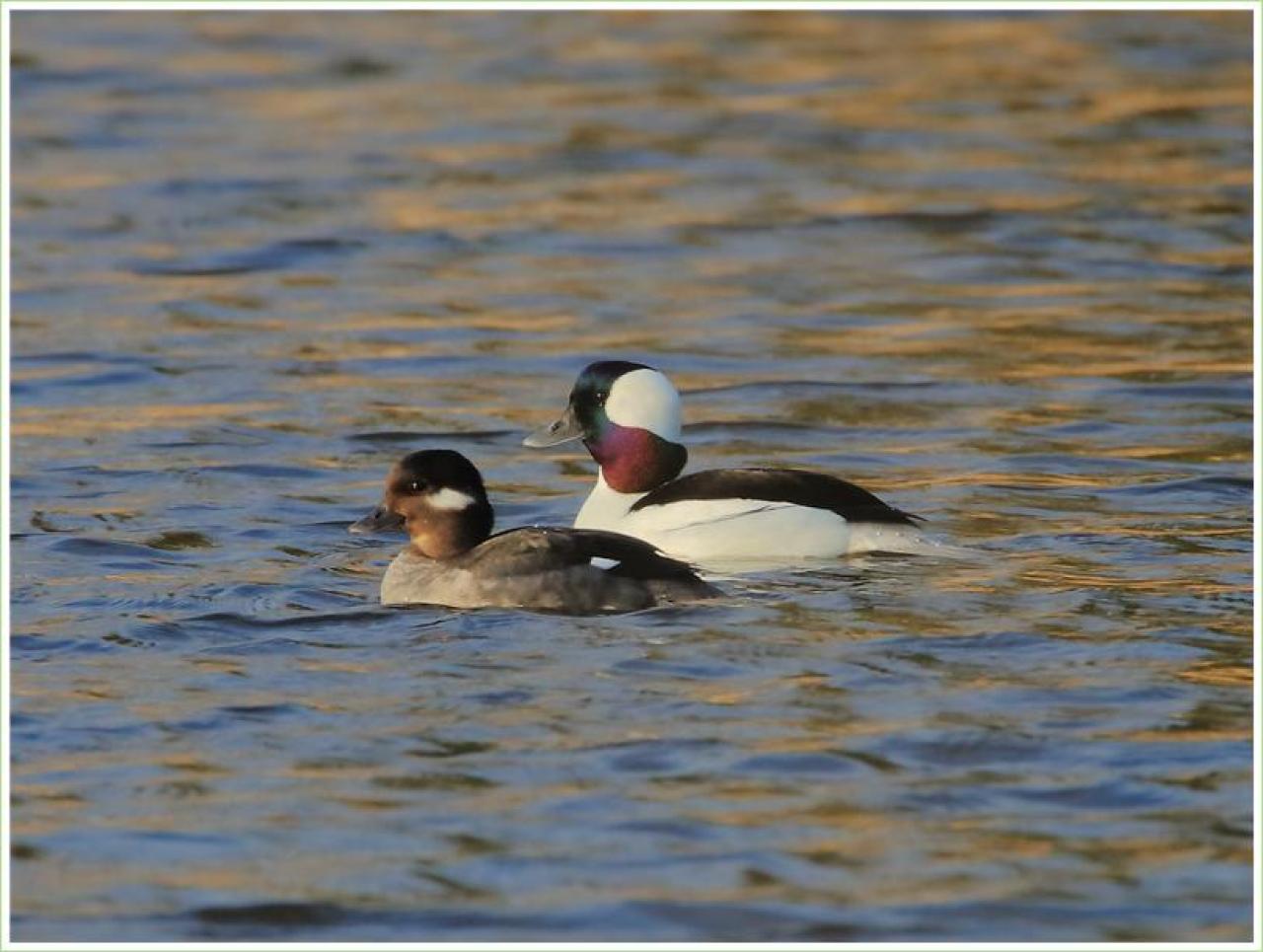 Ducks photographed at the Hastings Bird Fest by Ray Tervo