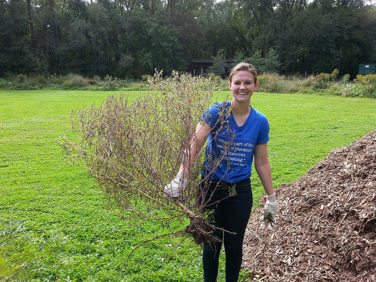 Clare shows off the large ragweed plant she pulled out of the native planting at Crosby Farm Park. 